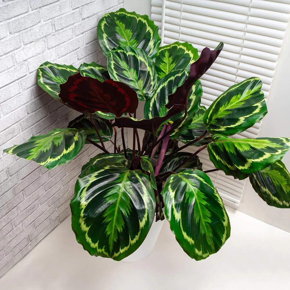 25+ Medallion Calathea Seeds for Garden Planting – USA – FREE SHIPPING!
