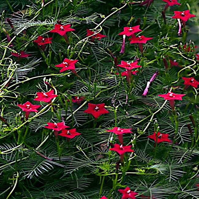 50 STAR GLORY SEEDS Cardinal Creeper Vine Flower Plant Butterflies Hummingbirds