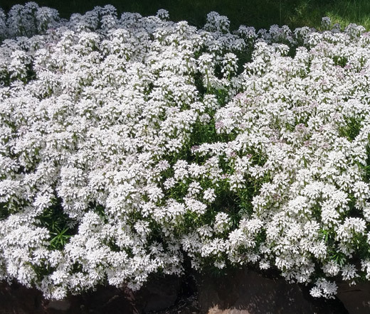 CANDYTUFT WHITE PERENNIAL EVERGREEN Iberis Sempervirens – 500 Bulk Seeds