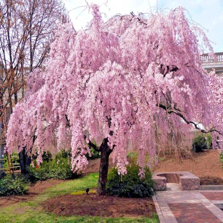 Japanese “WEEPING SAKURA” Cherry Blossom Flower Tree Seeds (pendula) Fast Hardy