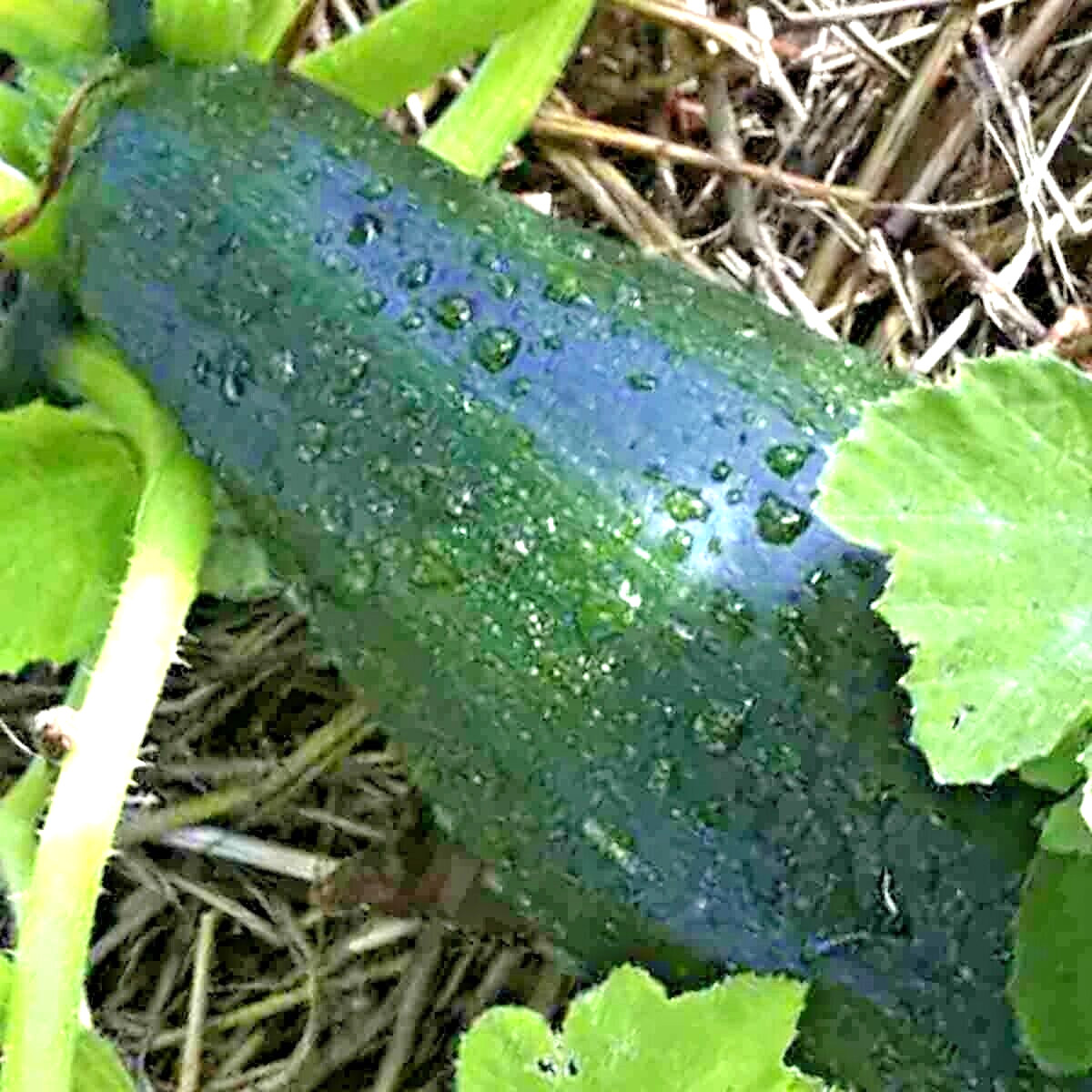 100+ SQUASH ZUCCHINI SEEDS BLACK BEAUTY SPRING HEIRLOOM VEGETABLE GARDEN NON-GMO