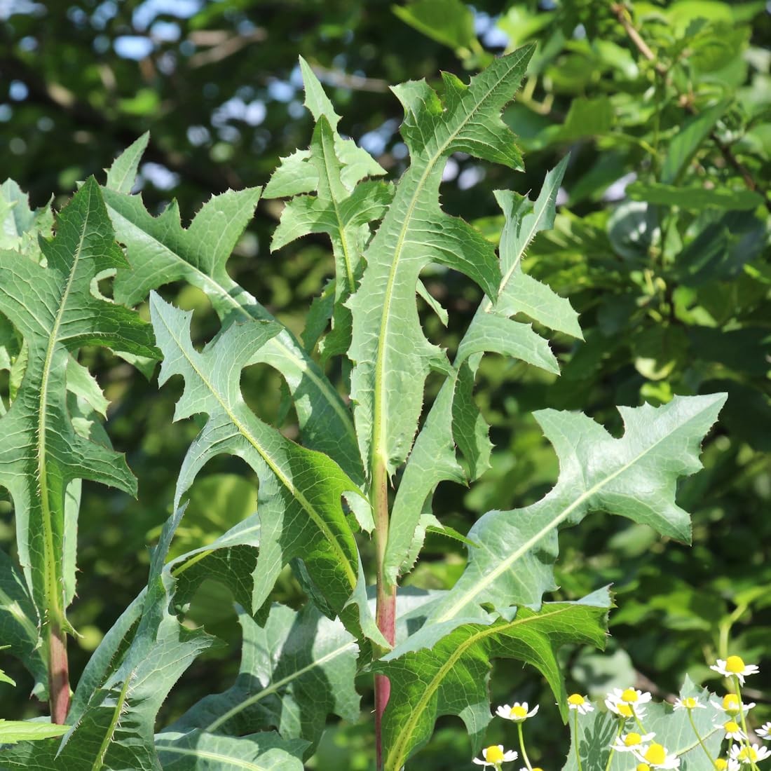 Wild Lettuce Seeds 50 Count – Non-GMO Heirloom, Open Pollinated Lactuca Virosa