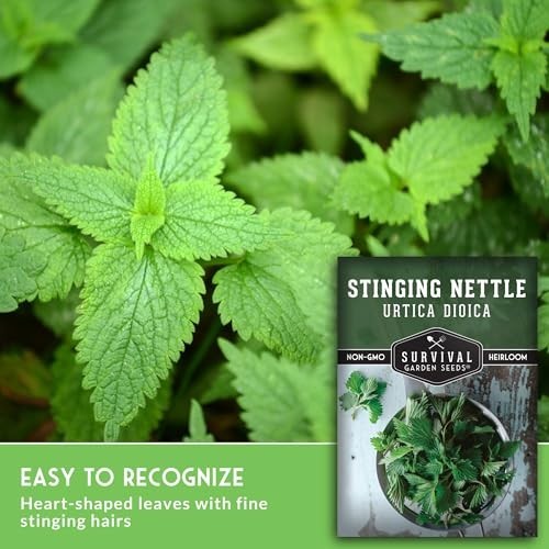 Stinging Nettle Seeds – Medicinal Herb & Edible Perennial for Tea & Cooking – No