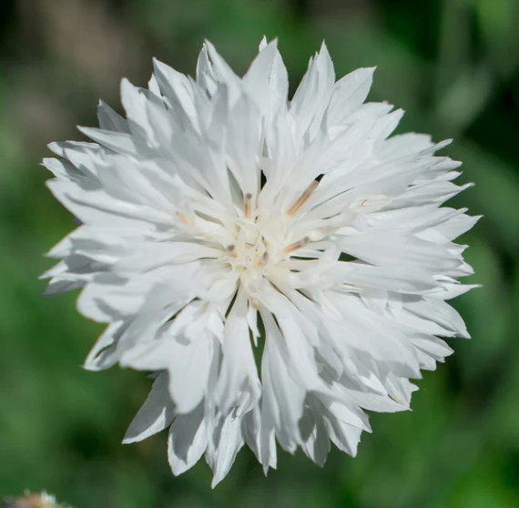 Cornflower Midnight Garden Mix Black White Bachelor Button Pollinator 500 Seeds!