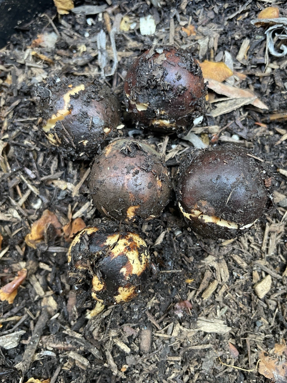 3 Sprouted Hass Avocados Seeds For Planting