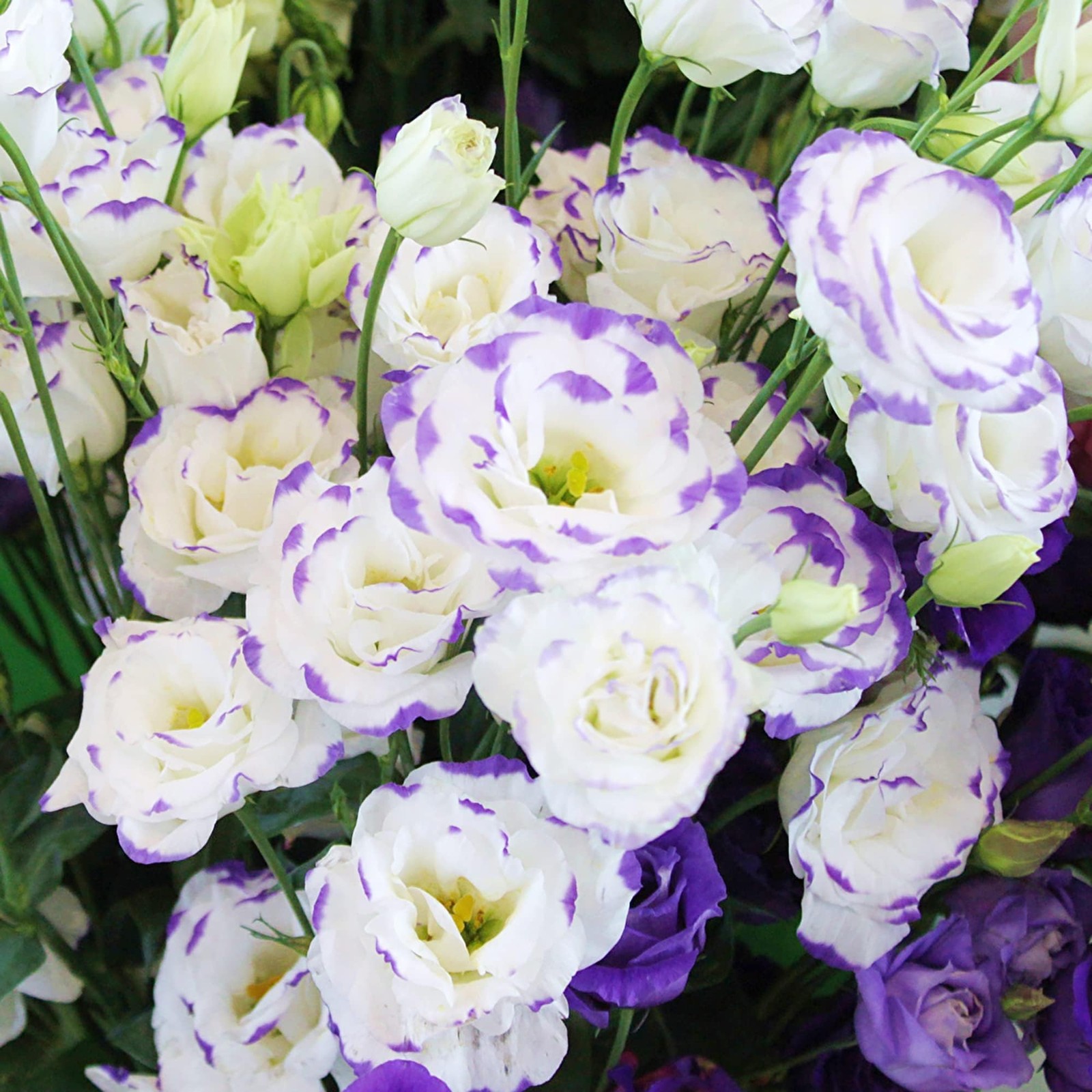 1000+ Double Lisianthus Seeds for Planting – Annual Lisianthus Flower Non-GMO…
