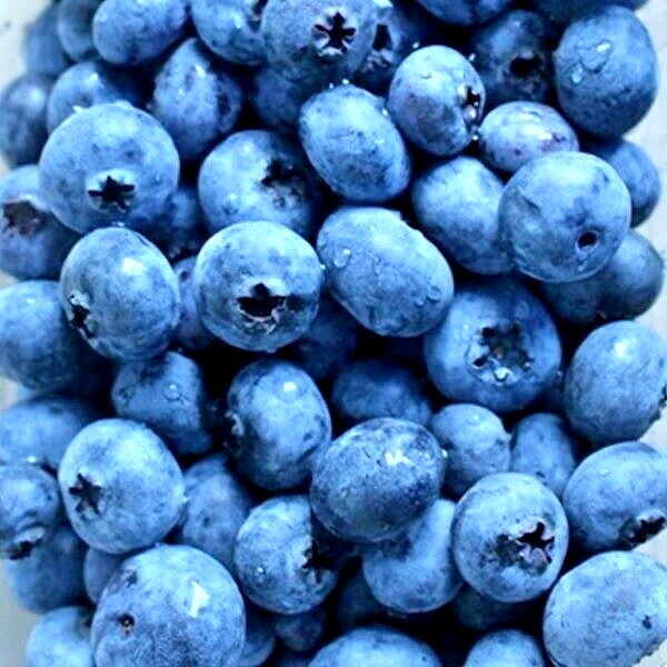 200+ EUROPEAN BLUEBERRY SEEDS BILBERRY RARE AUTUMN LOW BUSH SWEET DELICIOUS USA