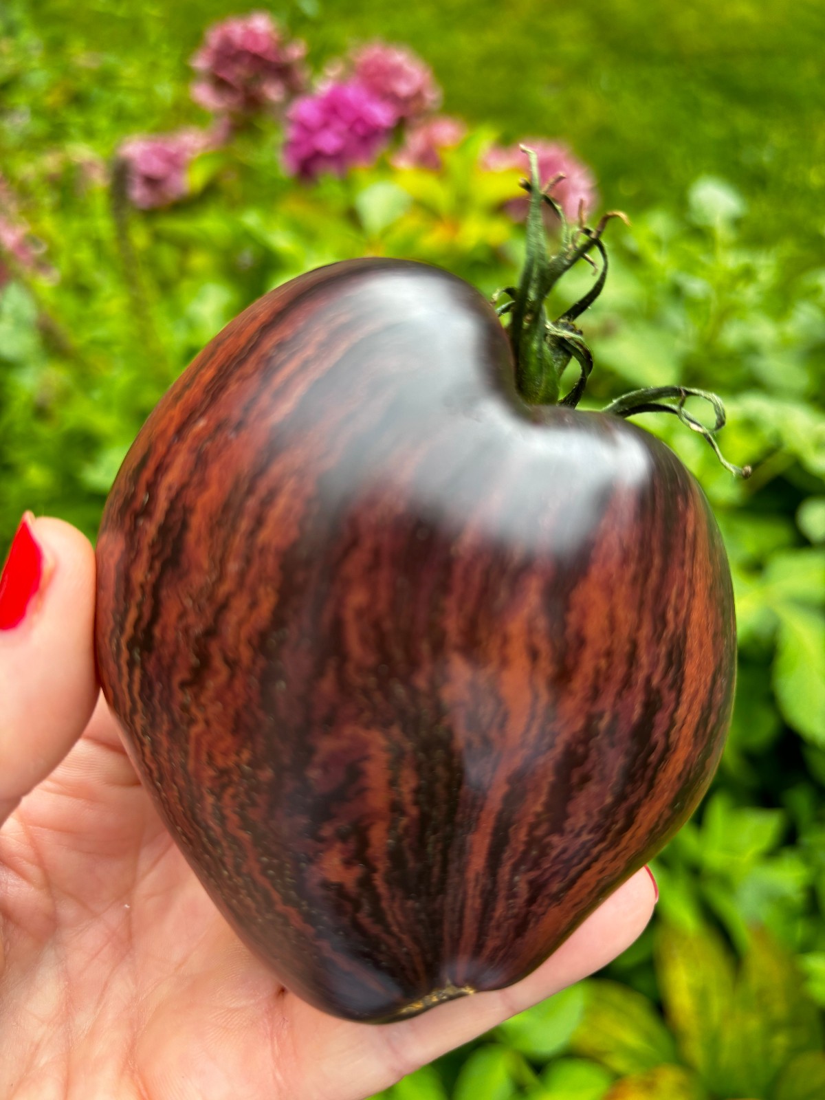 10 seeds Rebel Starfighter Prime Heart Tomato Rare ORGANIC Variety