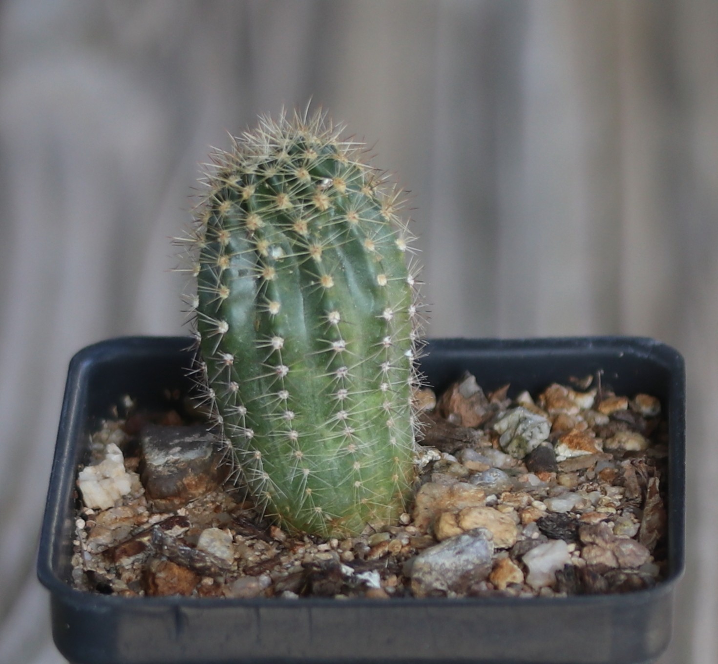 Echinopsis ‘Tabasco’