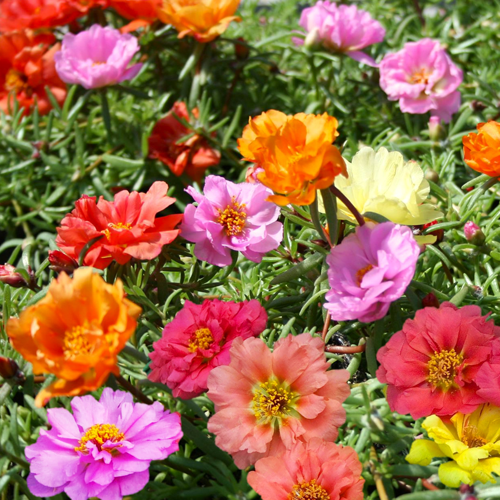 Double Mix Moss Rose Succulent Seeds – For 2025 Planting Flowering Succulent