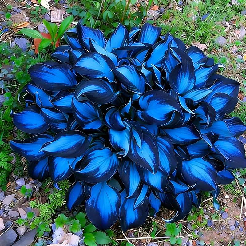 330+ Mixed Color Hosta Seeds for Planting – Shade-Tolerant Perennials