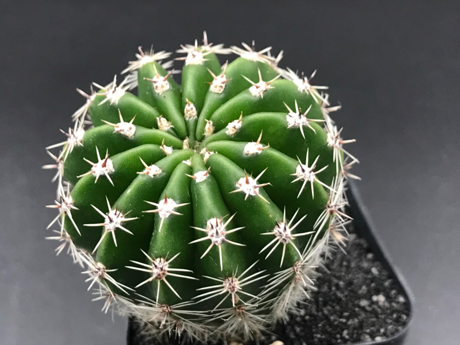 Echinopsis, Pale yellow flower. Cactus Succulent