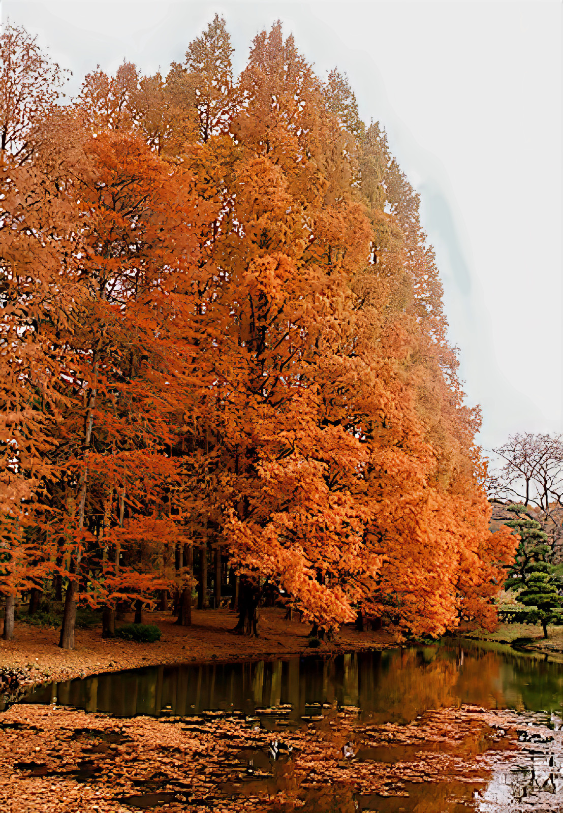 Dawn Redwood Tree Seeds (Metasequoia glyptostroboides) Fast Hardy Bonsai Plant
