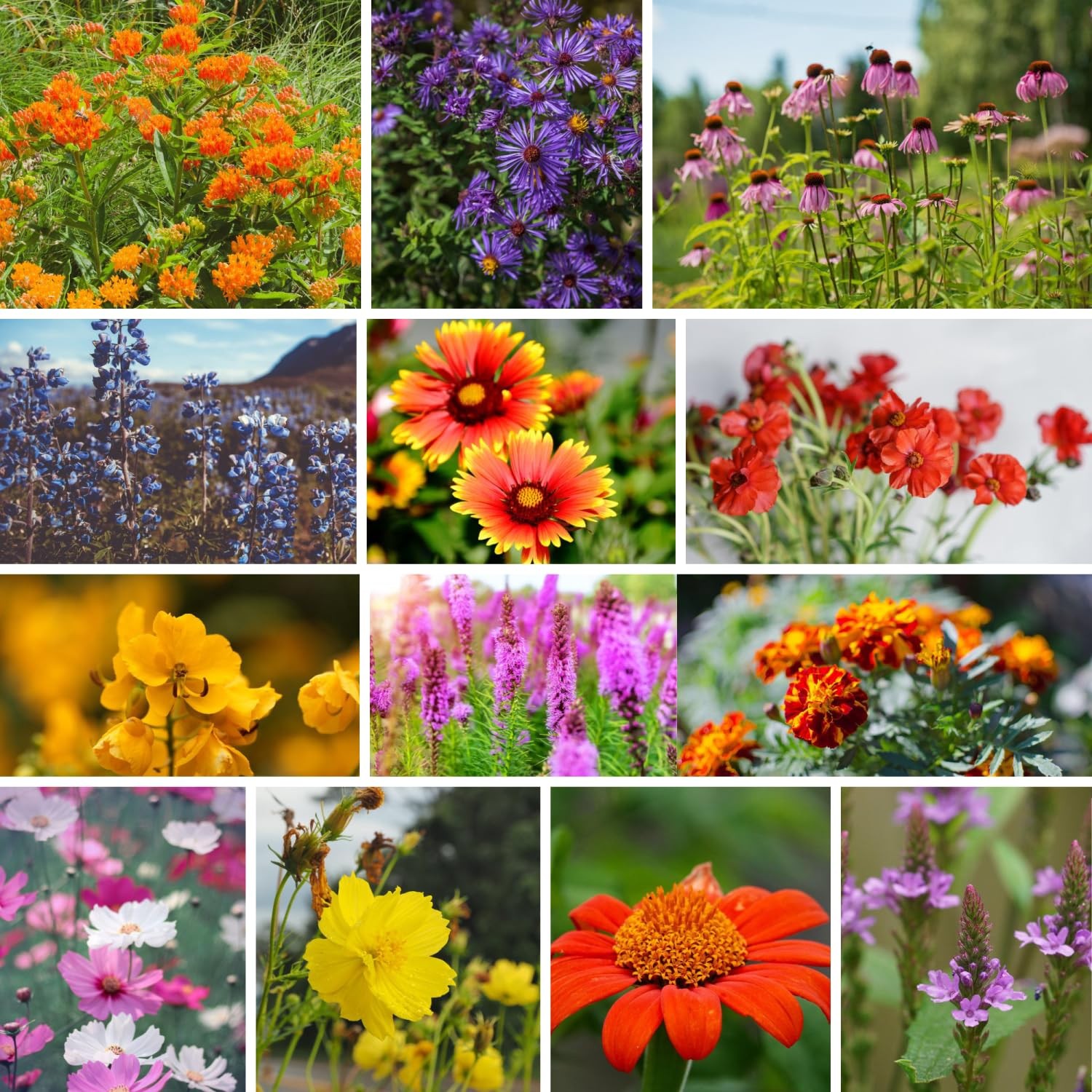 Wildflower Seeds Bulk – National Seed Collection – Perennial Brown
