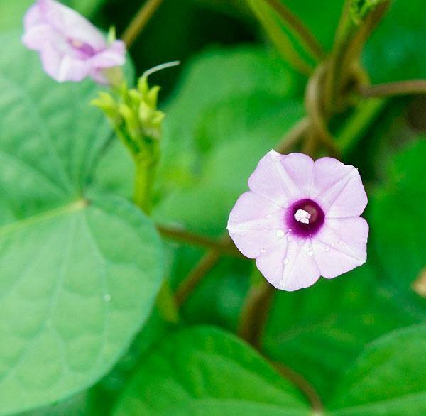 Ipomoea triloba | Little Bell or Aiea Morning Glory | 10 Seeds