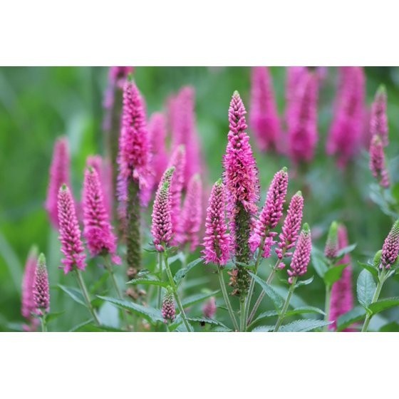 50 Mixed Colors VERONICA SIGHTSEEING MIXTURE (Spike Speedwell) Veronica Spicata