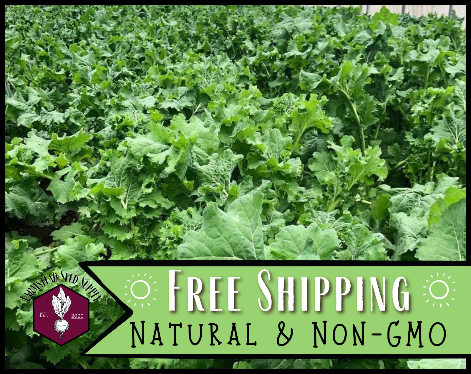 1,900+ Kale Seeds [Dwarf Siberian] Heirloom Vegetable Gardening, Non-GMO