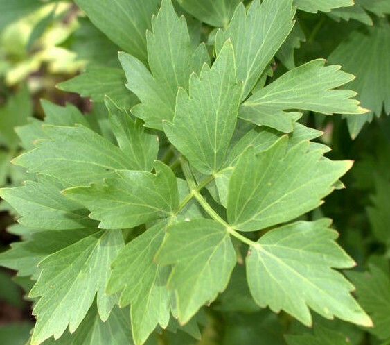 LOVAGE SEEDS 200+ perennial Herb Garden COOKING soups STEW NON-GMO FREE SHIPPING