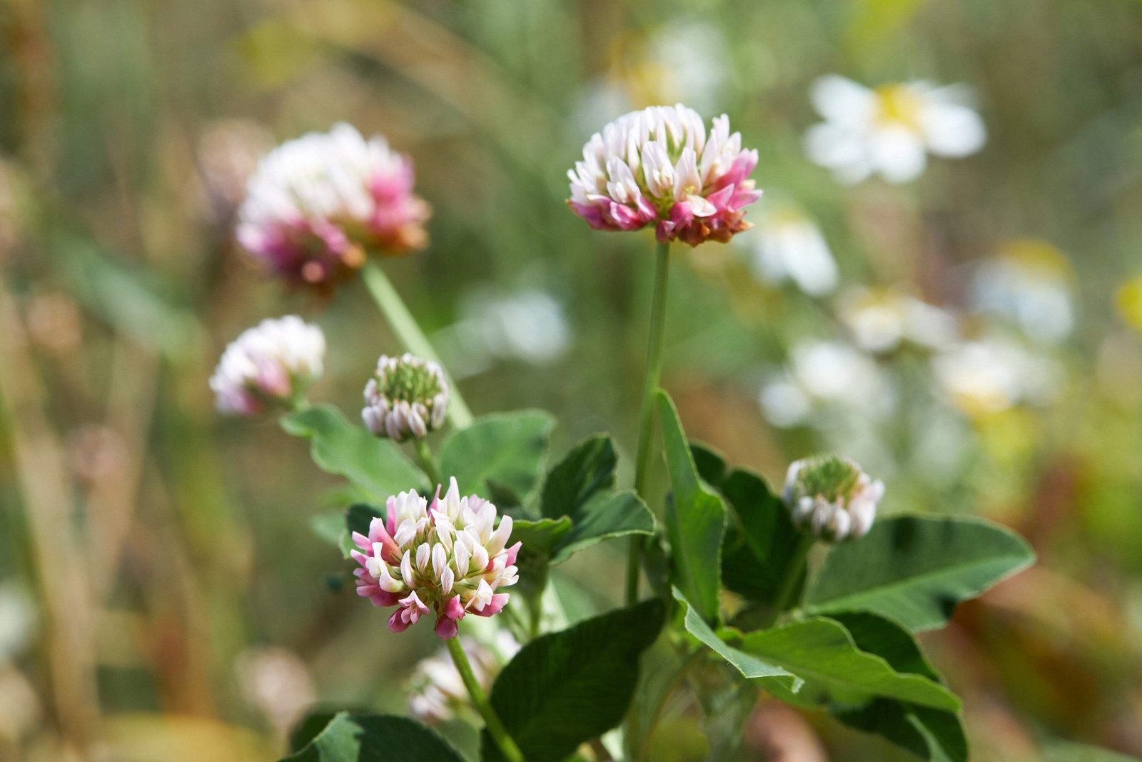 1500 ALSIKE CLOVER Trifolium Hybridum Pink & White Flower Legume Seeds *FlatShip
