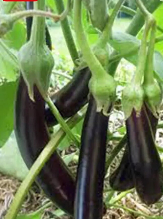 EGGPLANT SEED, LONG PURPLE,HEIRLOOM,NON GMO,150 SEEDS,GARDEN SEED, Free Shipping