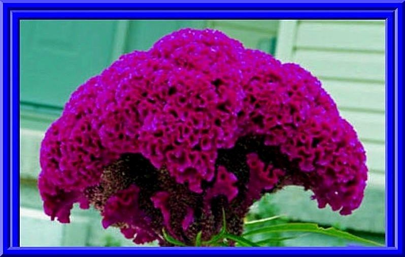 MASSIVE PURPLE Brain Head Celosia 4 ft tall – 25 SEEDS – Comb. S/H