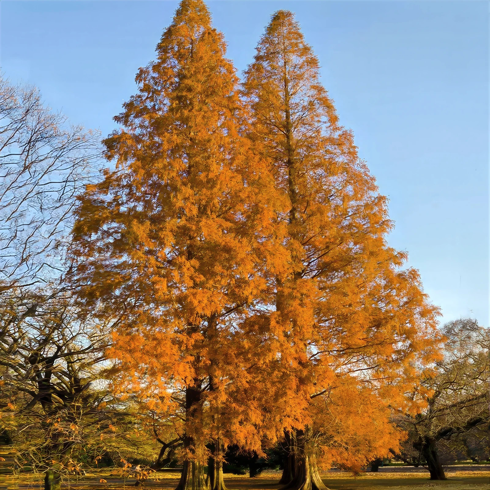 Dawn Redwood Tree Seeds (Metasequoia glyptostroboides) Fast Hardy Bonsai Plant