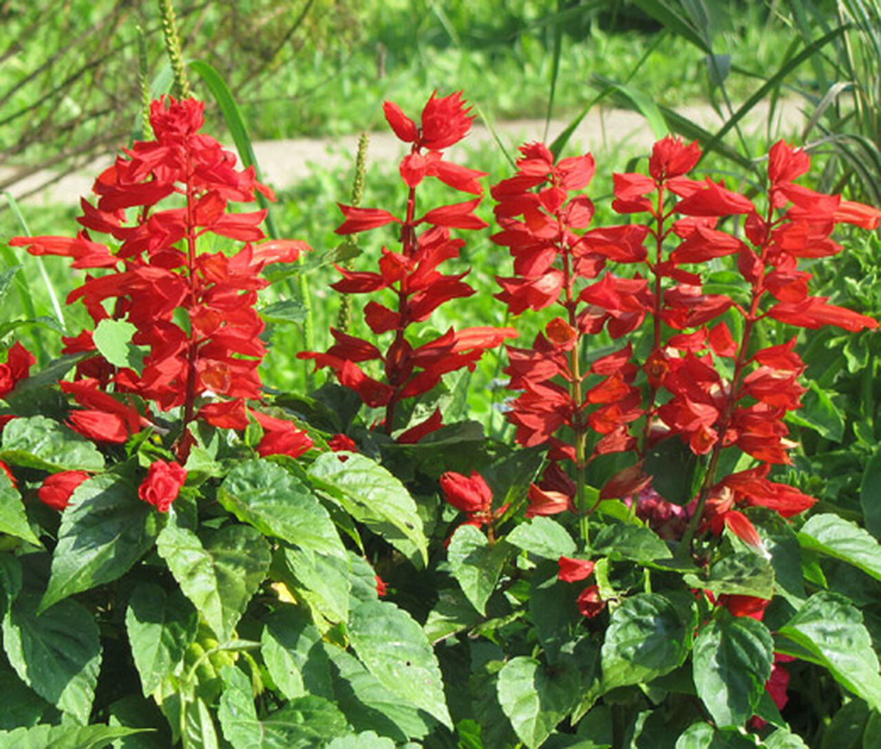 301+SCARLET SAGE Flower Seeds Wildflower Garden Container Drought Heat Cold Easy
