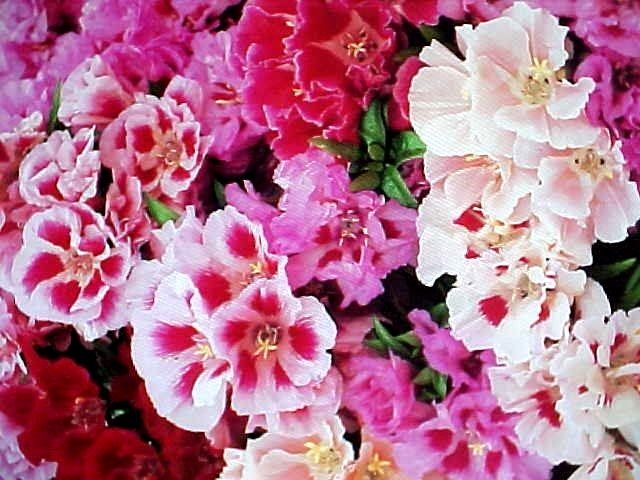 800 GODETIA-AZALEA DOUBLE BLOOM MIX OF PINK-PURPLE-RED-WHITE 12-18″