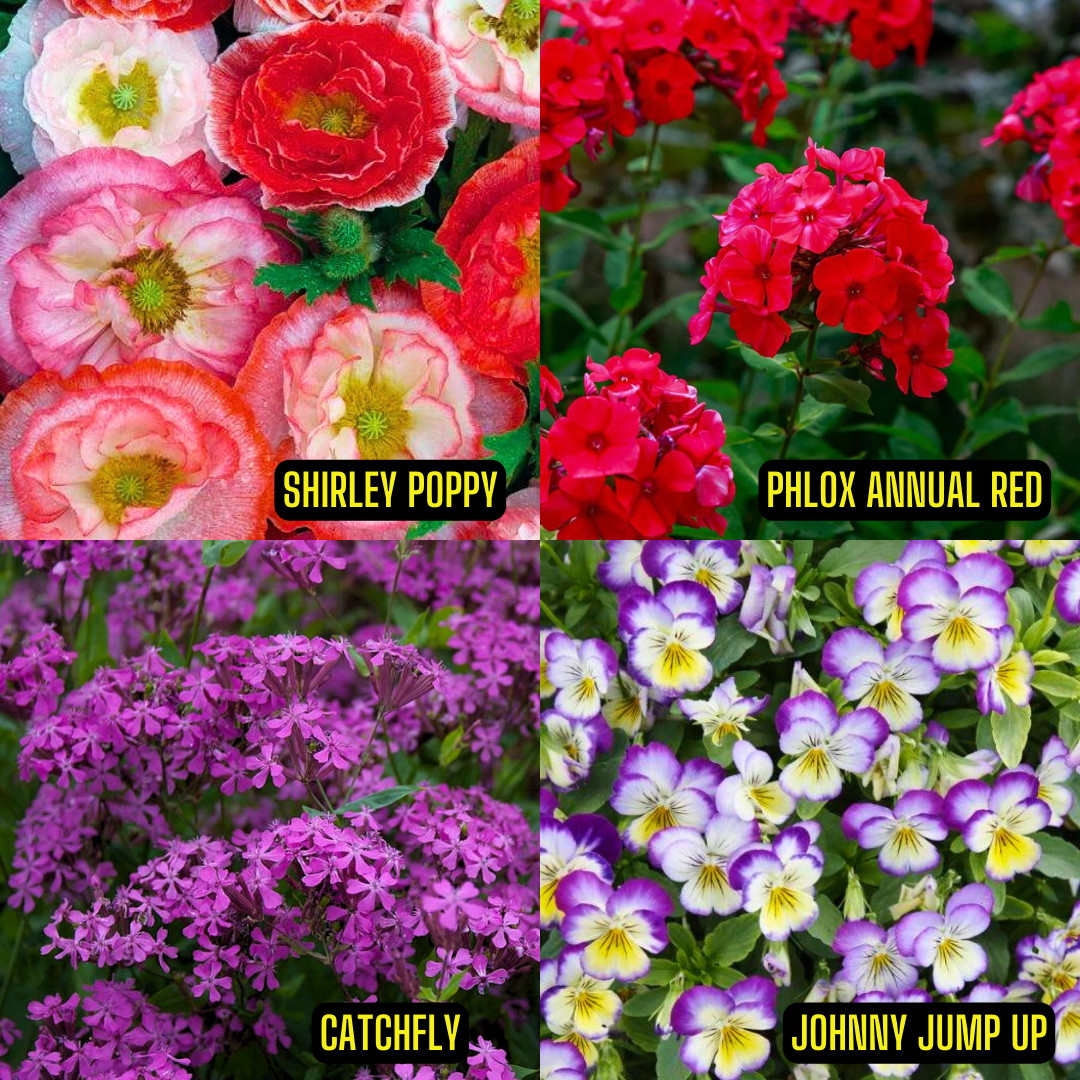 Wildflower Seed Mix