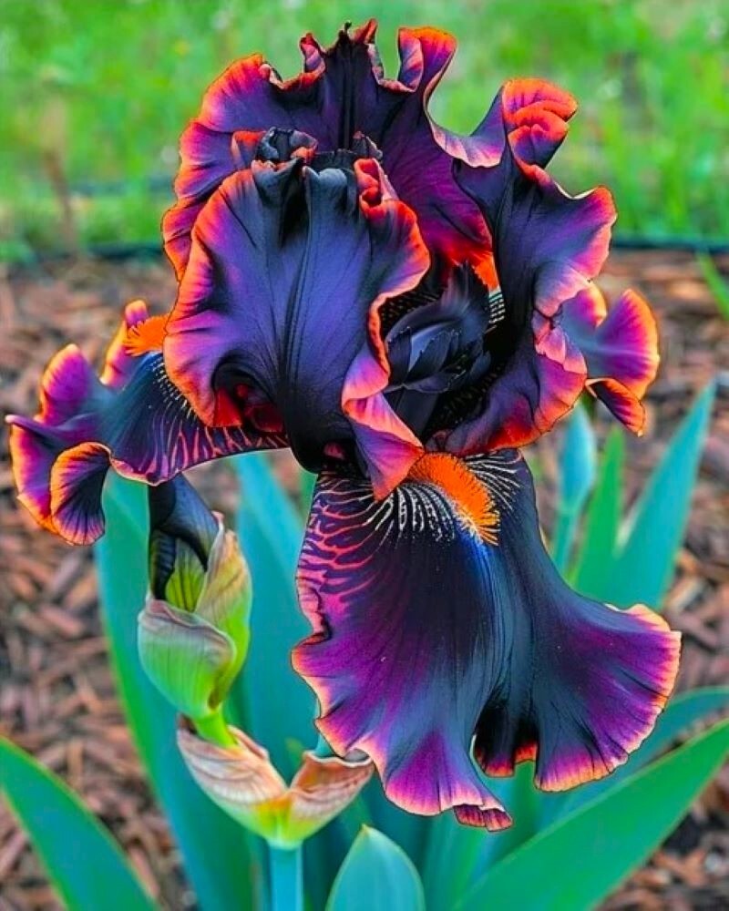 100 Heirloom Iris Seeds Fragrant Flower Plant (much less money than bulbs)