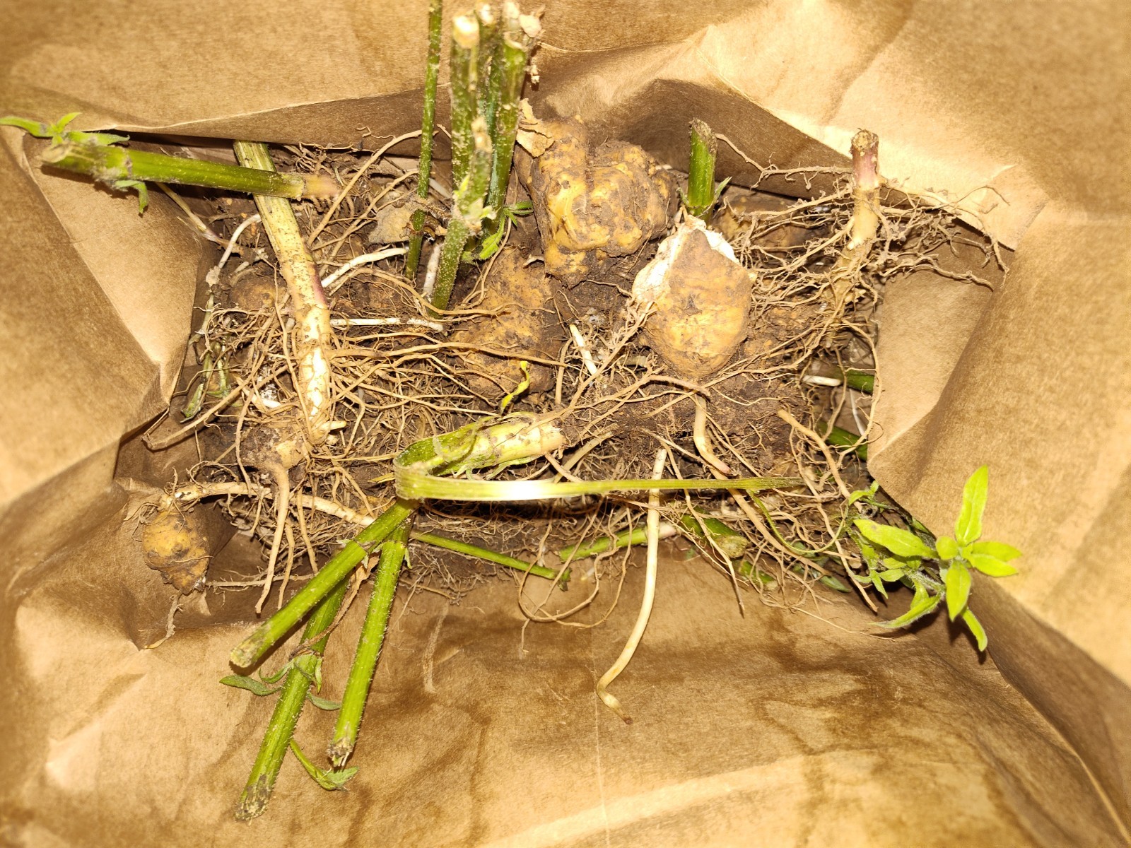 Jerusalem Artichokes tubers Sunchokes  10+ starts freshly dug for planting