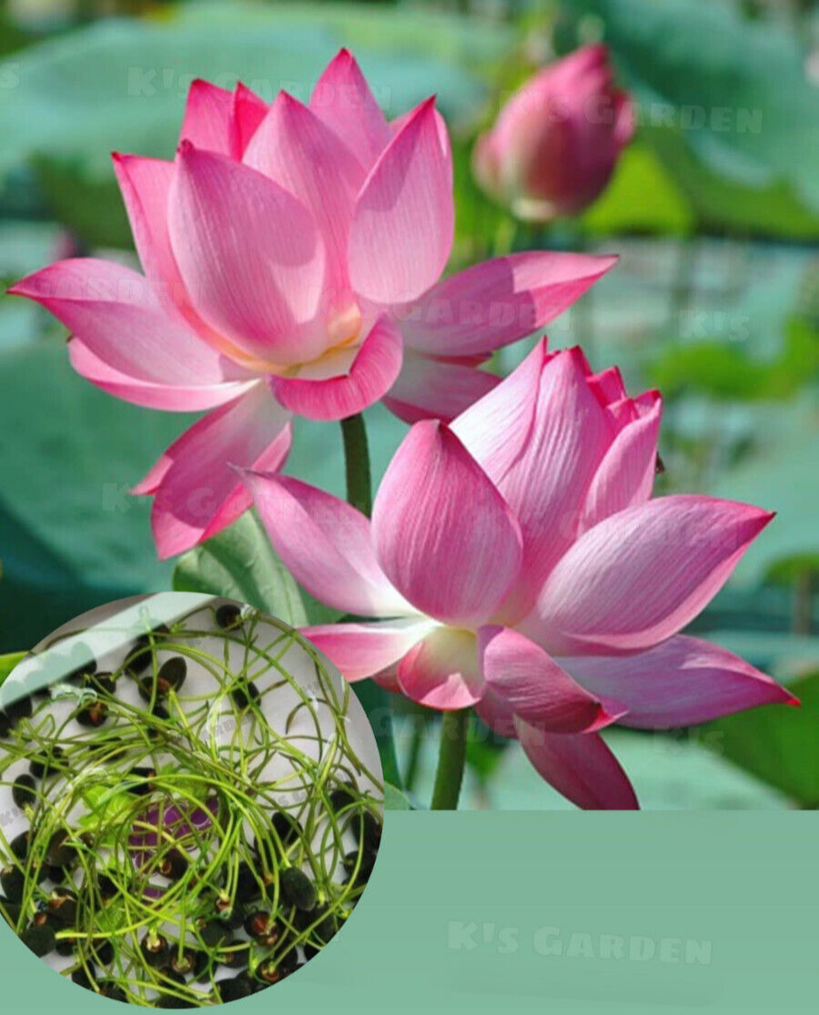 5 PCS PINK WHITE LOTUS SEEDS – 5 HẠT SEN TA TRẮNG HỒNG (95% GERMINATION)