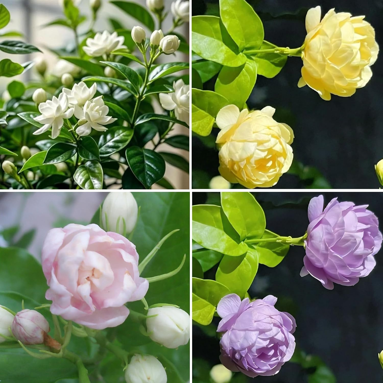 Mix Climbing Double Jasmine Seeds for Planting, 290+Pcs Perennial Fragrant Climb