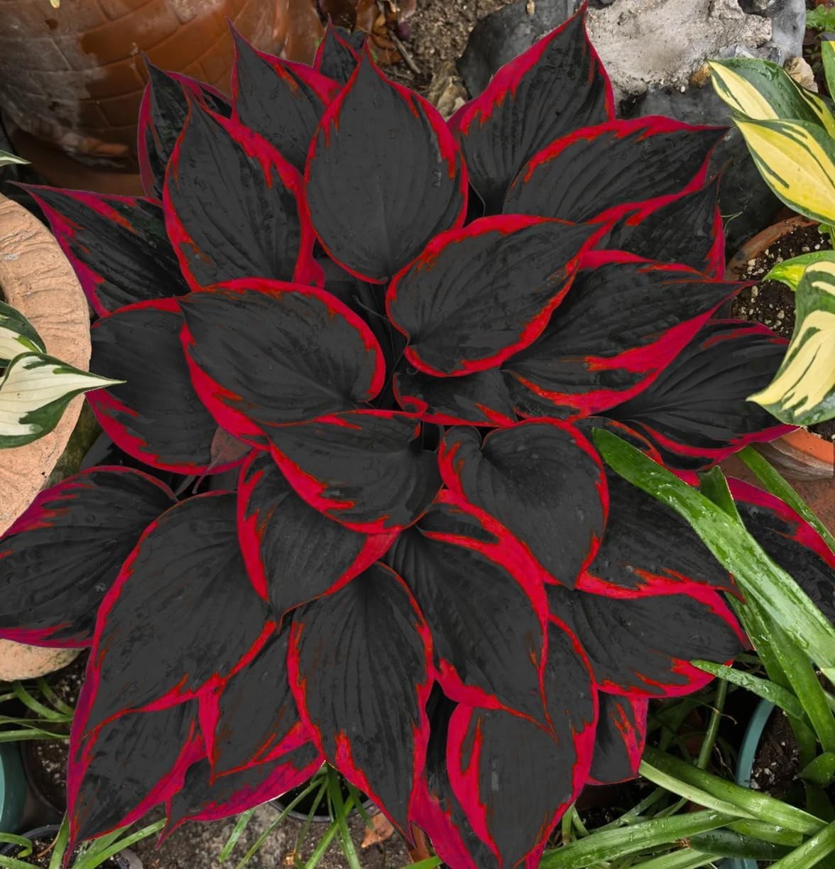 200 Hosta Seeds – Non-GMO Black Red Hostas Plants Seeds for Planting Perennial
