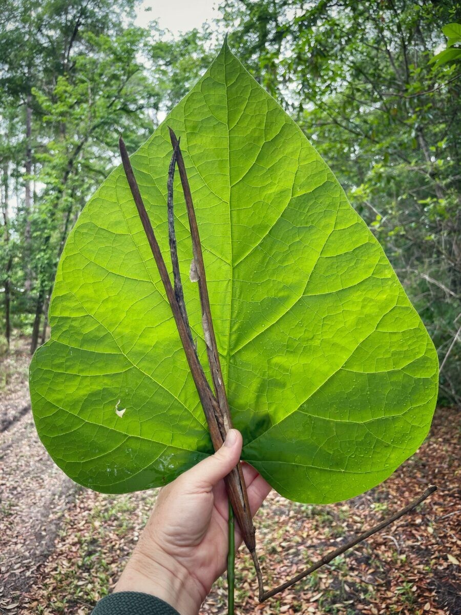Catalpa Tree (multiple sizes with free Orange tree)