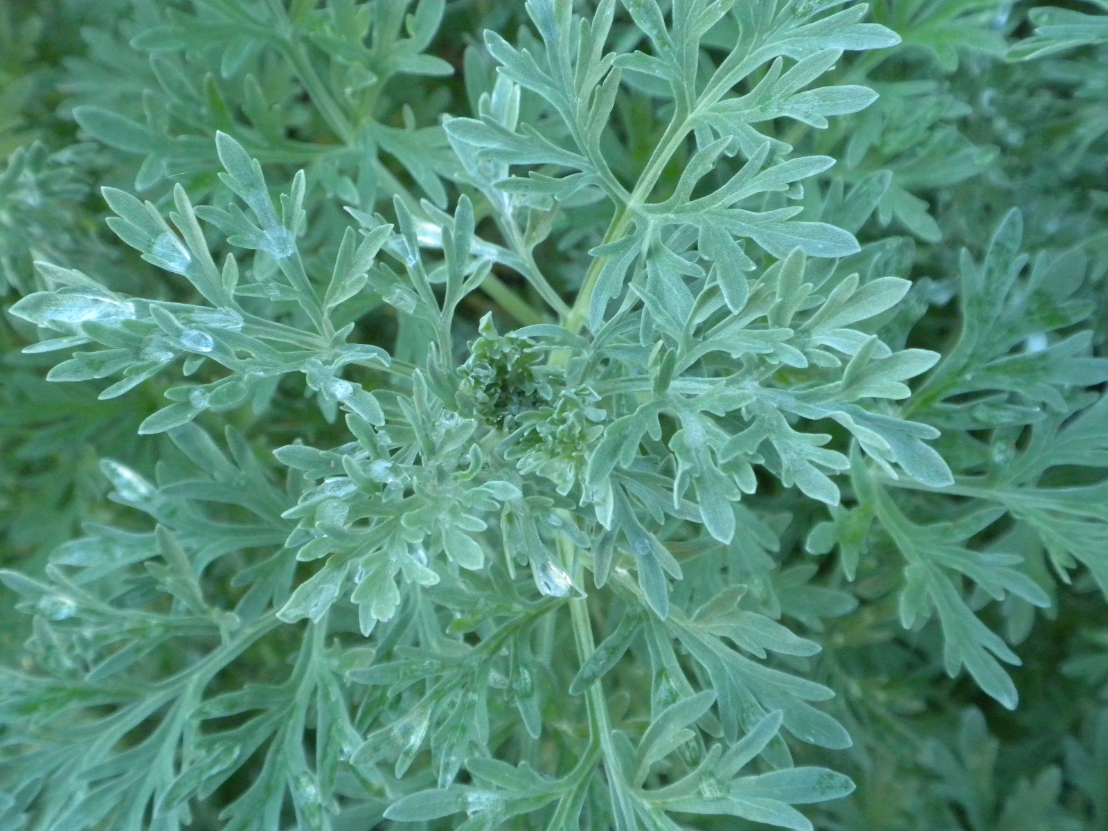 100-200 Wormwood seeds Artemisia absinthium Absinthe herb bitters medicinal