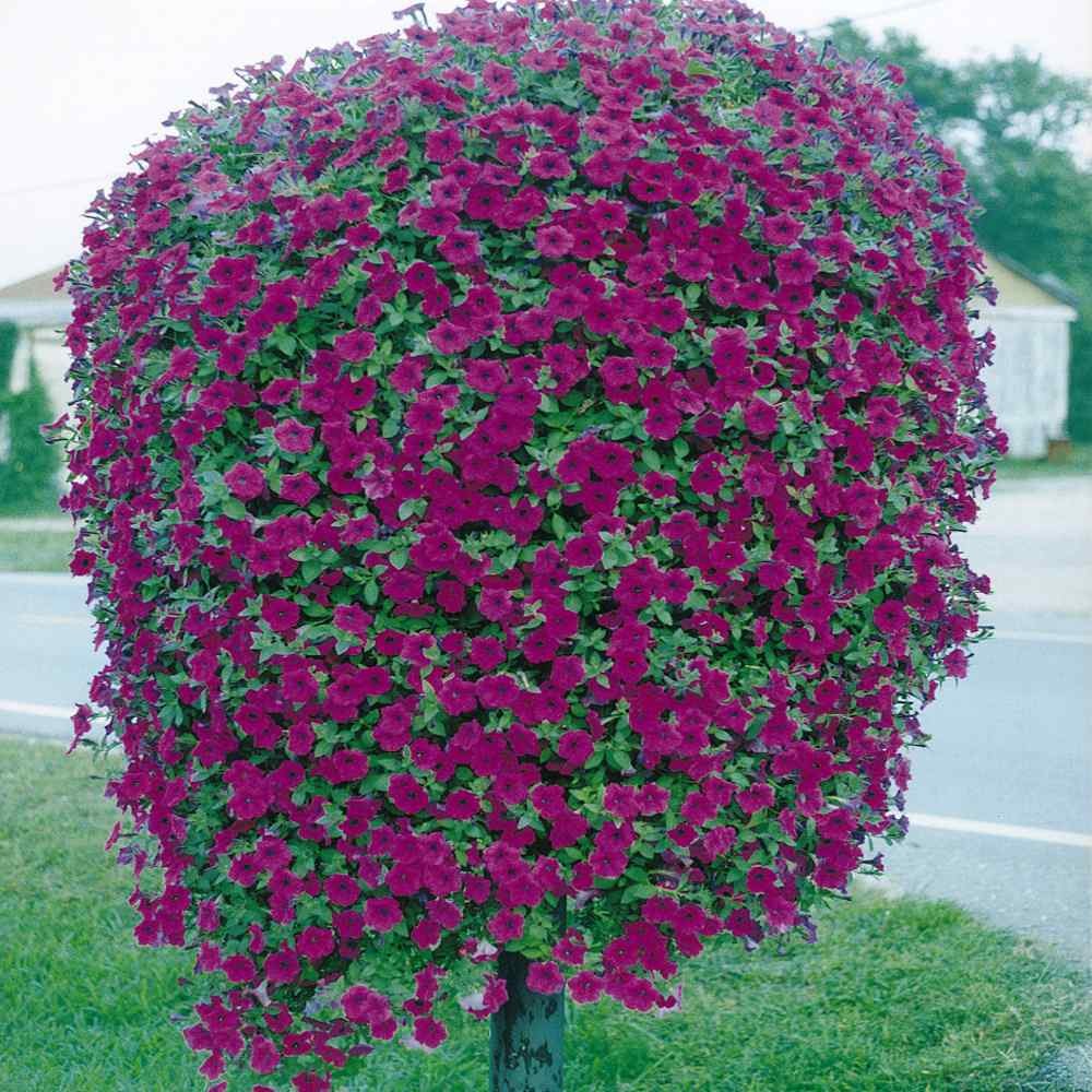 15 Seeds Purple Classic Wave Petunias Only Grow 4 – 6 Inches Tall – AAS Winner