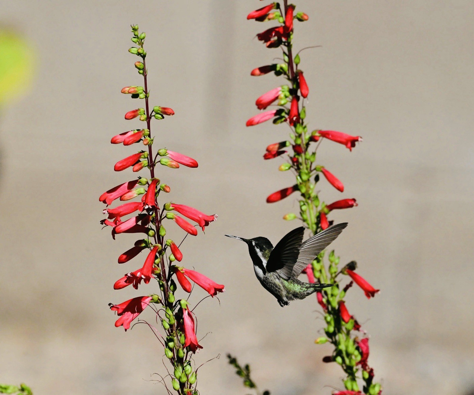 300 EATON’S PENSTEMON SEEDS (Penstemon eatonii)Hummingbird Perennial USA Seller