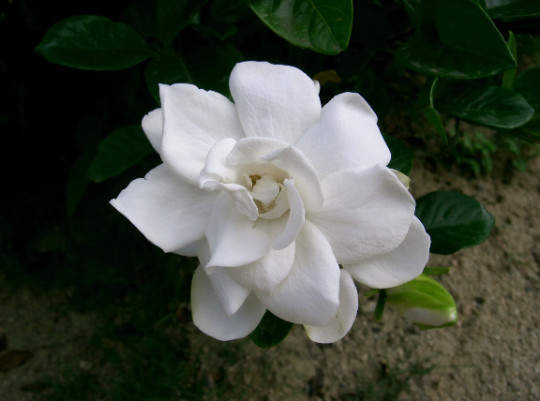 Gardenia jasminoides Seeds – Cape Jasmine – Common Gardenia
