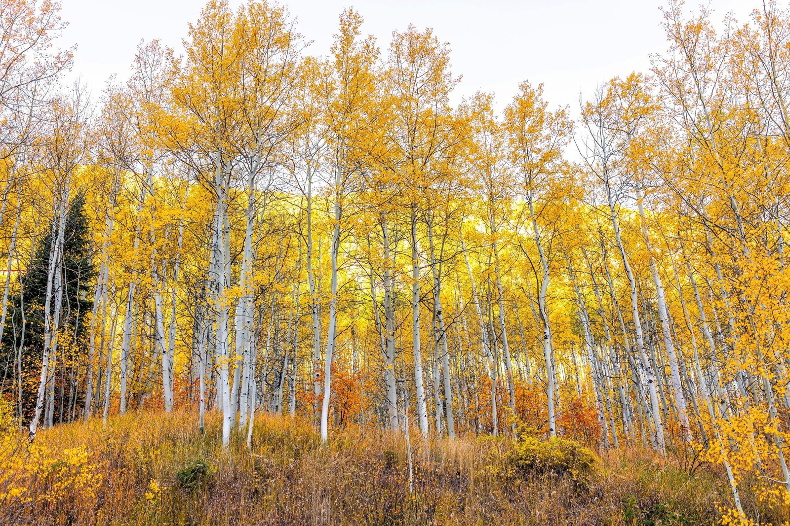 50 Golden QUAKING ASPEN TREE Populus Tremuloides White Bark Yellow Fall Seeds