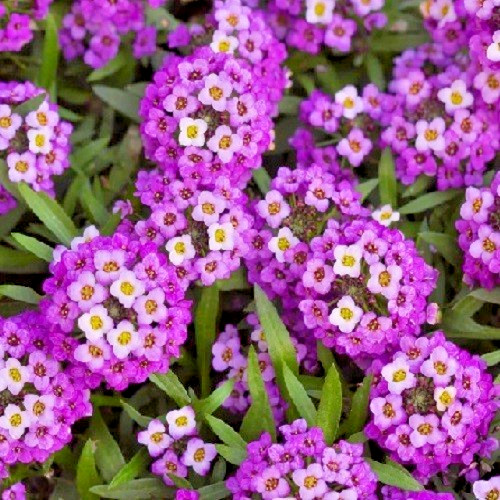 Royal Carpet Alyssum (Lobularia maritima) Seeds – Deep Violet-Purple Groundcover