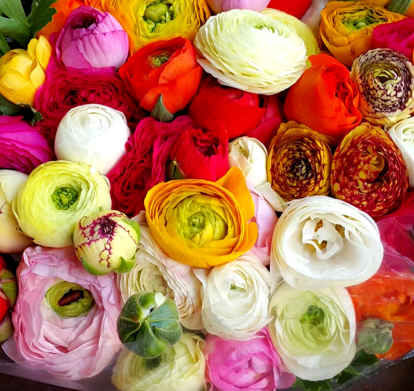 Ranunculus Flower Bulbs 12 Rainbow Mix Corms Peony Rose Butterfly Garden Flowers