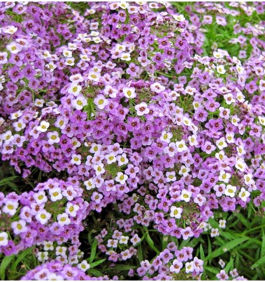 1001+ROYAL CARPET SWEET ALYSSUM Flower Seeds Drought Heat Groundcover Baskets