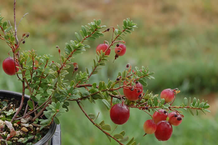 American Cranberry, Vaccinium macrocarpon, Seeds (Edible, Fall Color, Hardy)