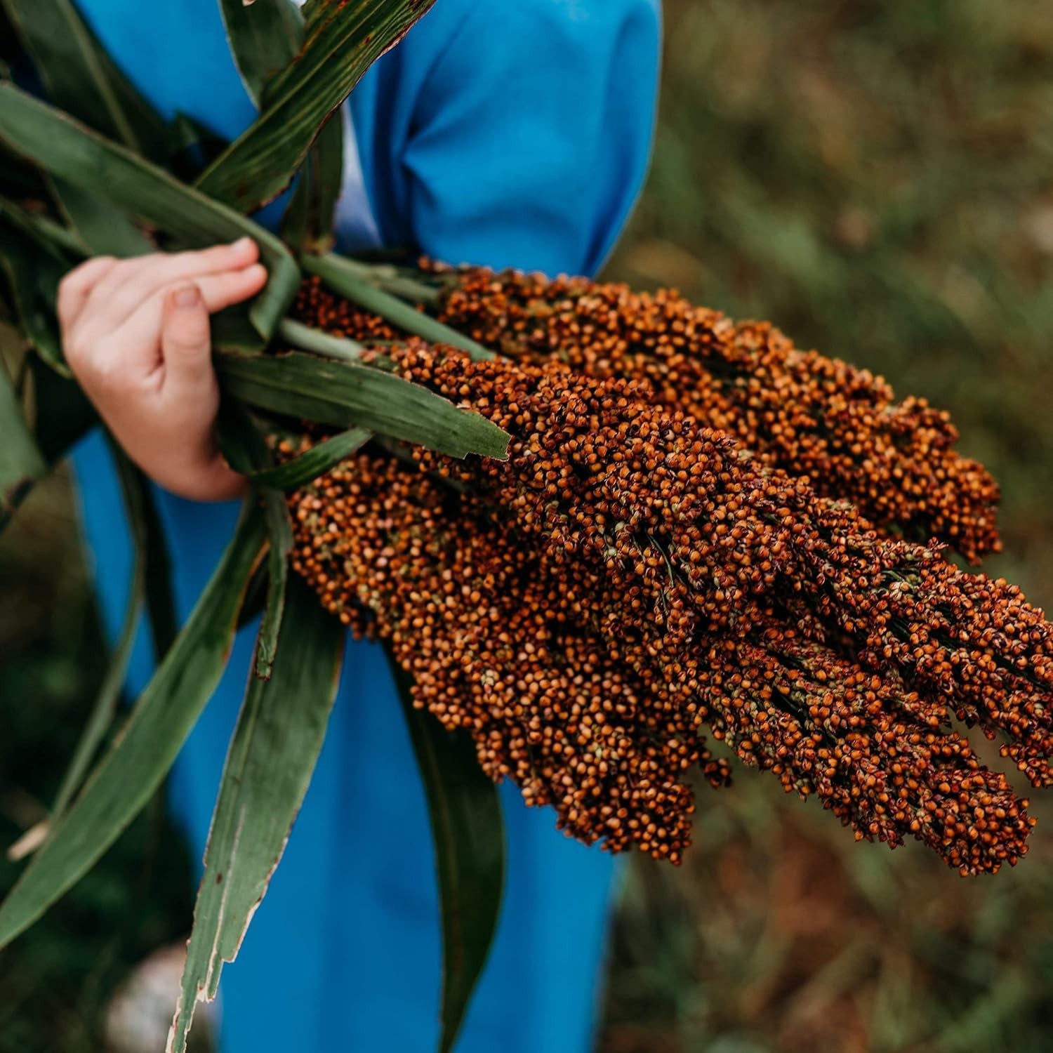 High Yield Sweet Sorghum Seeds 300pcs – Easy Growth for Home Gardens