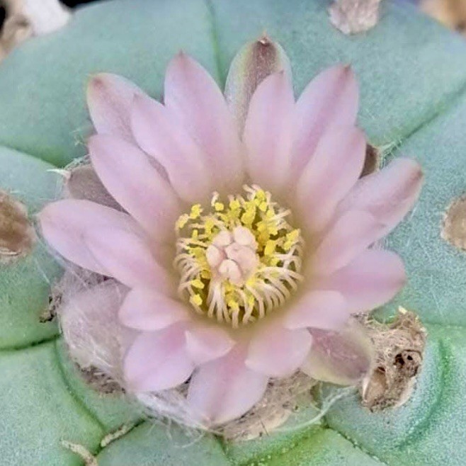 RARE SEEDS (10pk) L. Var. “La Perdida ” x10 (Ten) Cactus US SELLER