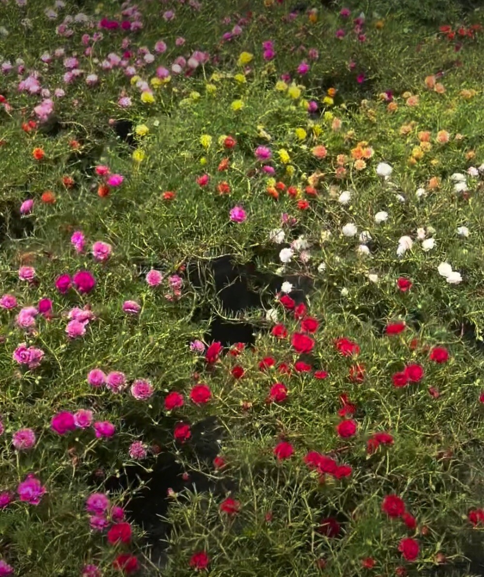 1000+ SEEDS MOSS Rose Double Mix Color – Portulaca grandiflora Buy2Get1FREE!