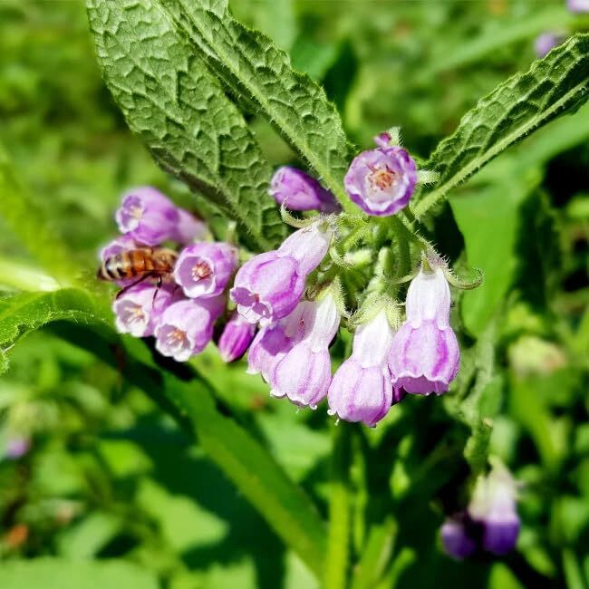 80 Symphytum Officinale Comfrey Seeds – Non-GMO Heirloom Fresh Garden Seeds
