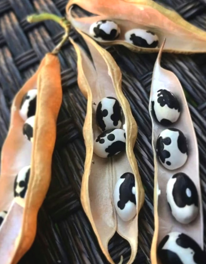 Rare Vaquita Negro Beans, 20 Seeds- Frijol Vaquita Negro de Morelos, 20 Semillas