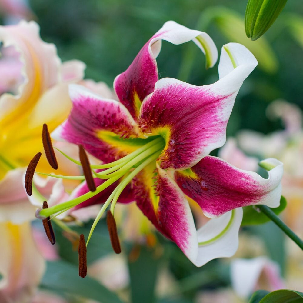1 – Giant Hybrid Lily LESLIE WOODRIFF Flower Bulb – Abundance of Blooms